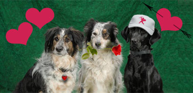 Valentine's Day pups
