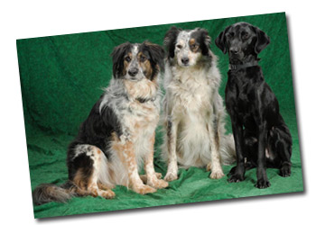 3 pups